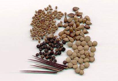 I AM A SEED SAVER