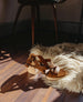 Right foot of the Roli Clog in Cuoio placed on a white shaggy rug.  4