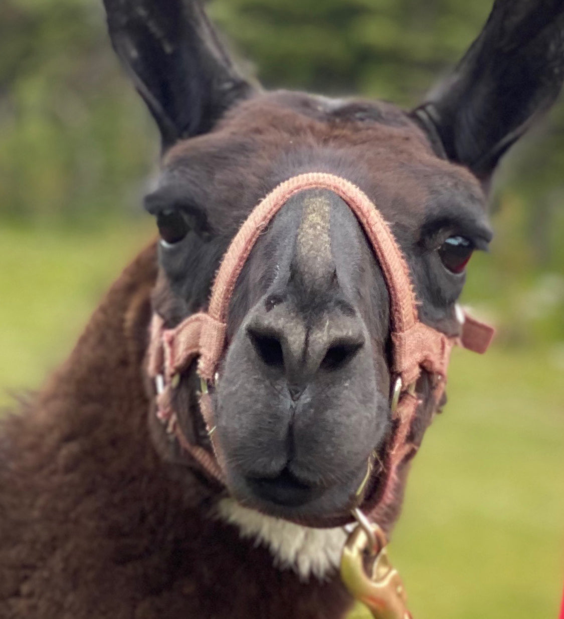 Llama - TEST PREORDER MESSAGING