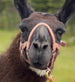 Llama of various sizes - Fully Returnable 2